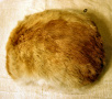 Muff01a.jpg