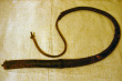 Whip02a.jpg
